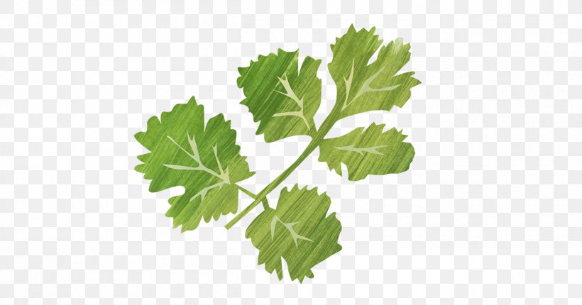 Parsley Spring Greens Coriander Rapini Grape Leaves, PNG, 1200x630px, Parsley, Coriander, Food, Grape Leaves, Grapevines Download Free