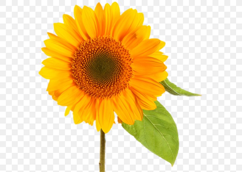 Common Sunflower Desktop Wallpaper Clip Art, PNG, 600x585px, Common Sunflower, Annual Plant, Asterales, Daisy Family, Display Resolution Download Free
