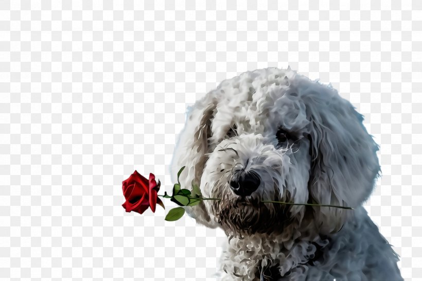 Dog Dog Breed Terrier Old English Sheepdog Rare Breed (dog), PNG, 2448x1632px, Watercolor, Dog, Dog Breed, Old English Sheepdog, Paint Download Free