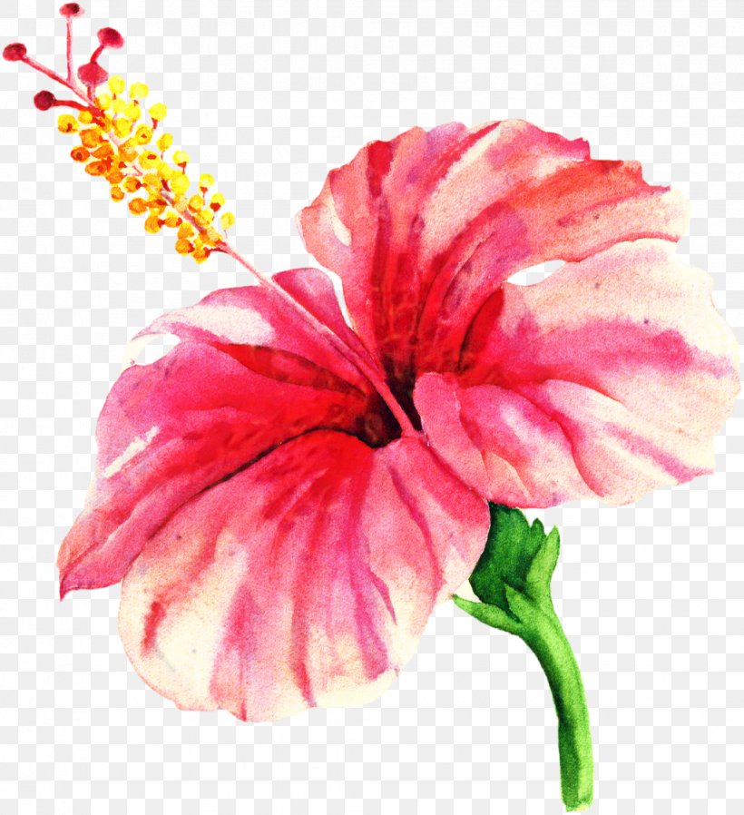 Flowers Background, PNG, 1022x1120px, Carnation, Annual Plant, Anthurium, Chinese Hibiscus, Closeup Download Free