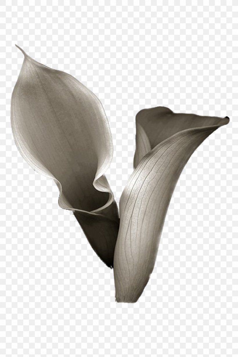 Picture Frames Photography Flower Arum-lily Alcatraz Island, PNG, 1067x1600px, Picture Frames, Alcatraz Island, Artifact, Arumlily, Black And White Download Free