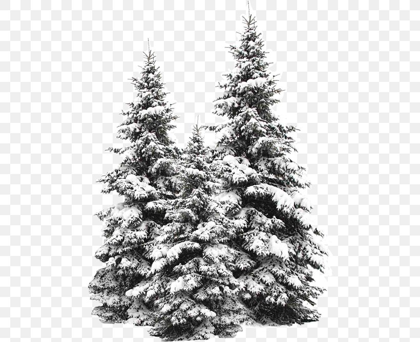 Snow Fir Tree Stock Photography Evergreen, PNG, 480x668px, Snow, Black And White, Christmas Decoration, Christmas Ornament, Christmas Tree Download Free