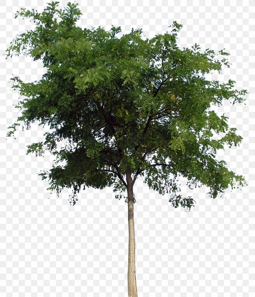 Tree, PNG, 1500x1748px, Tree, Branch, Deviantart, Evergreen, Oak Download Free
