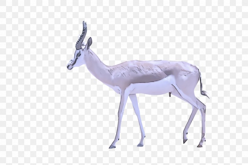 Antelope Gazelle Wildlife Springbok Deer, PNG, 2448x1632px, Antelope, Cowgoat Family, Deer, Gazelle, Impala Download Free