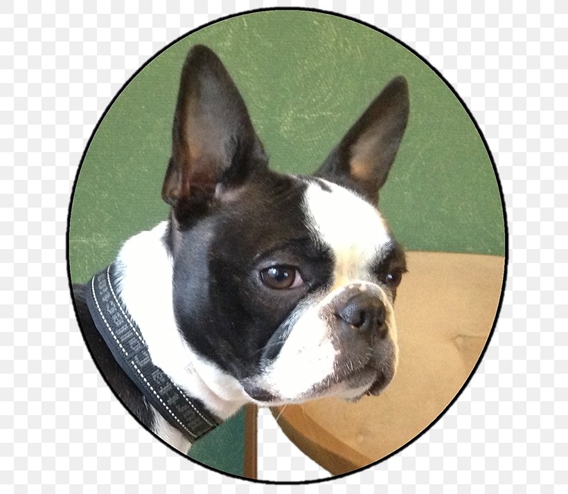Boston Terrier Toy Bulldog Dog Breed Snout, PNG, 666x714px, Boston Terrier, Alan Turing, Breed, Bulldog, Carnivoran Download Free