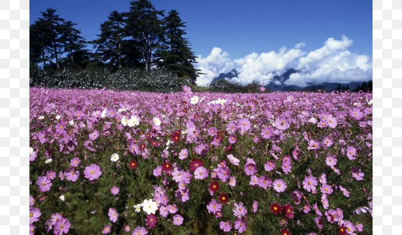 Garden Cosmos Flora Meadow Wildflower Annual Plant, PNG, 1024x600px, Watercolor, Cartoon, Flower, Frame, Heart Download Free