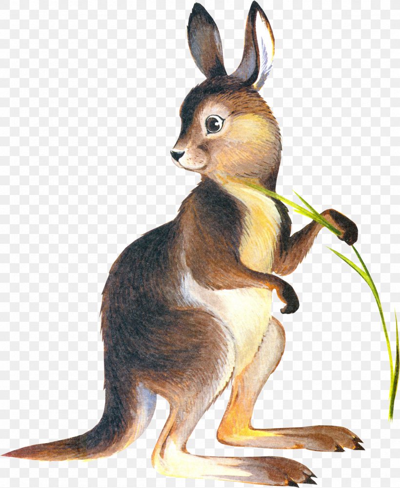 Kangaroo Domestic Rabbit Drawing Clip Art, PNG, 1692x2067px, Kangaroo, Animal, Domestic Rabbit, Drawing, Fauna Download Free