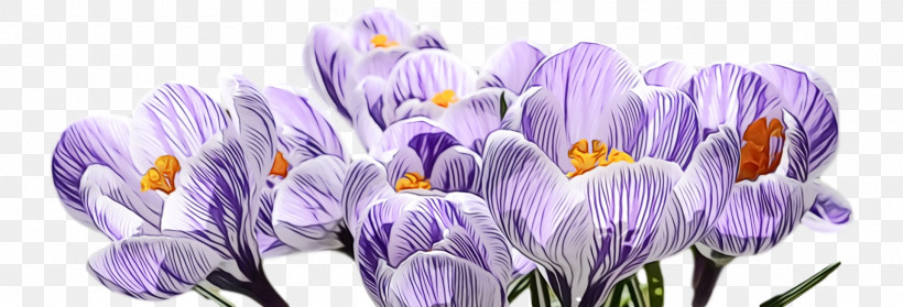Lavender, PNG, 1920x654px, Spring, Cretan Crocus, Crocus, Cut Flowers, Flower Download Free