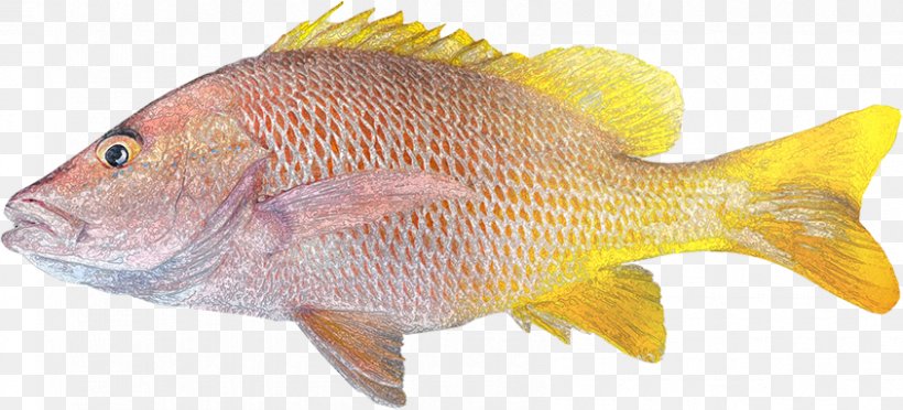 Northern Red Snapper Fish Euthynnus Lineatus Lane Snapper Food, PNG, 844x383px, Northern Red Snapper, Animal, Animal Figure, Bony Fish, Common Rudd Download Free