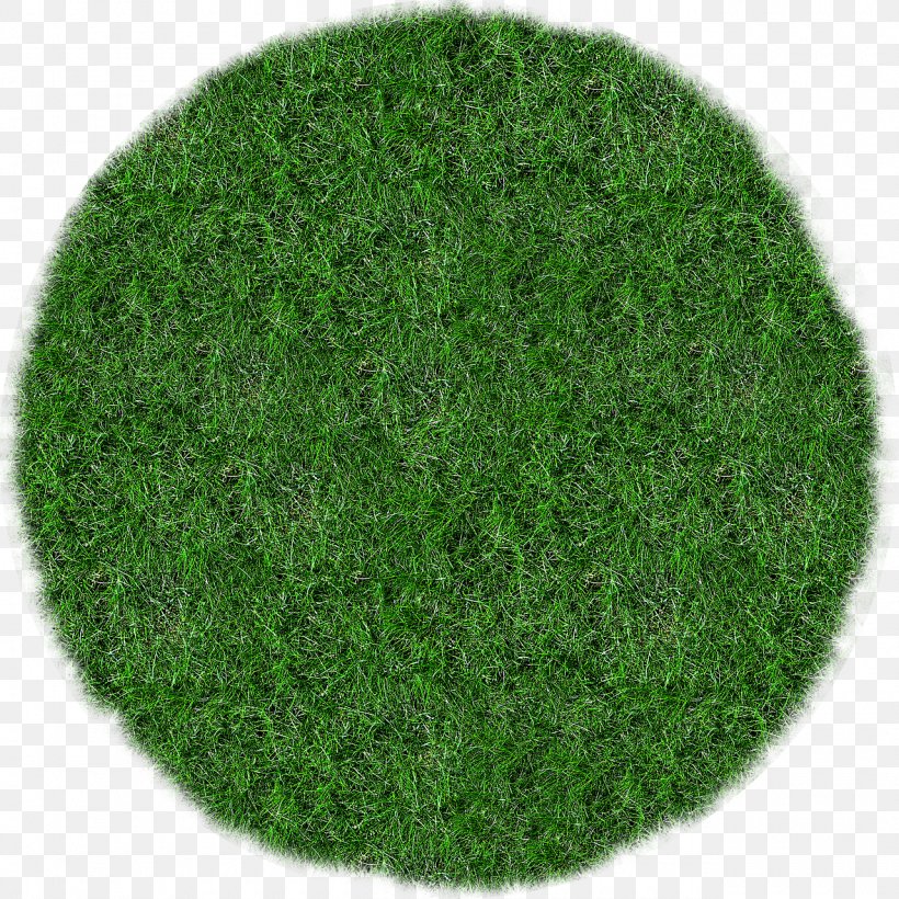 Bluegrass Lawn Meadow, PNG, 1280x1280px, Grass, Bluegrass, Grasses, Green, Information Download Free
