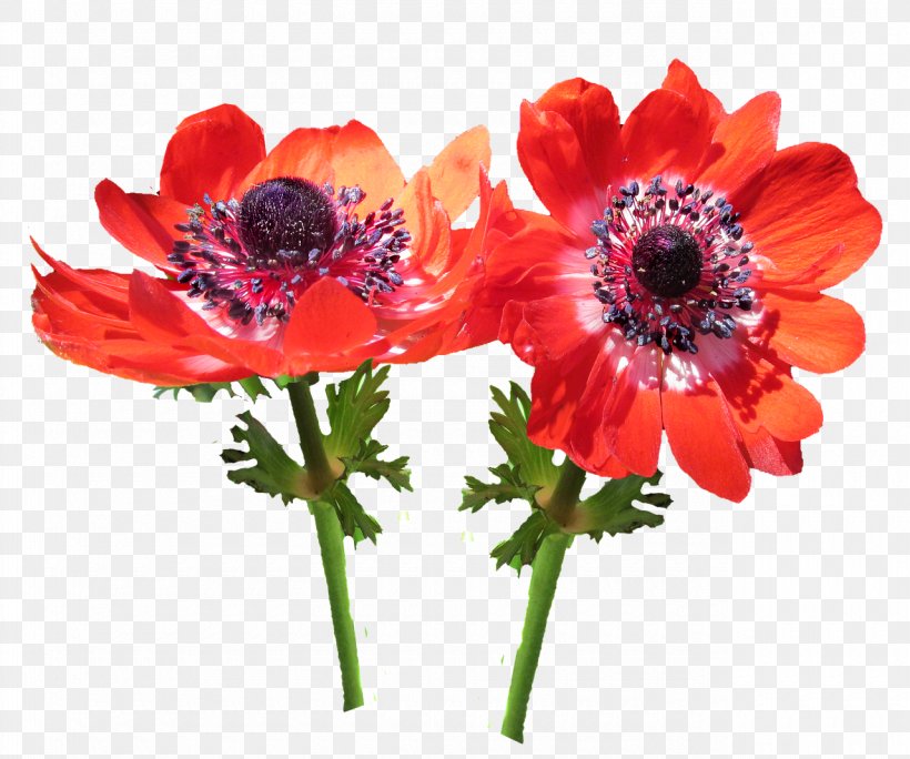 Cut Flowers Image Safflower Anemone, PNG, 1280x1069px, Cut Flowers, Anemone, Annual Plant, Art, Collage Download Free