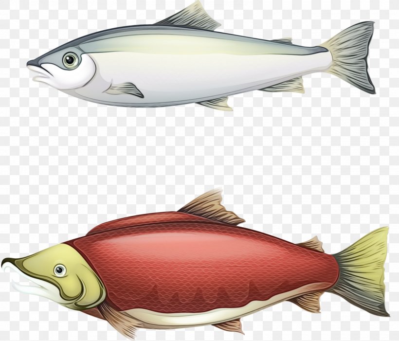 Fish Cartoon, PNG, 1600x1369px, Sardine, Biology, Bonyfish, Fin, Fish Download Free