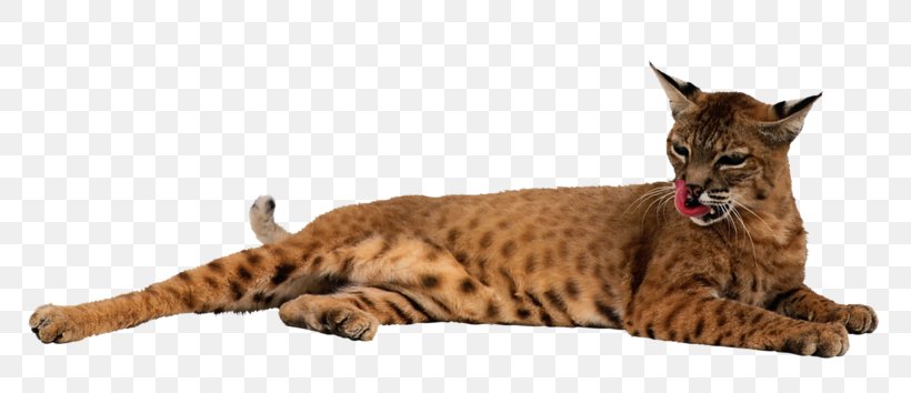 Lynxes Stock Photography Clip Art Felidae, PNG, 800x354px, Lynxes, Animal, Asian, Bengal, California Spangled Download Free