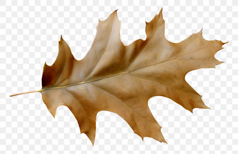 Oak Tree Drawing, PNG, 1233x800px, Leaf, Acorn, Autumn, Autumn Leaf Color, Black Maple Download Free