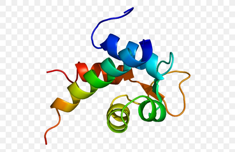 Actinin Alpha 2 Protein Laminin, PNG, 561x530px, Actinin Alpha 2, Actin, Actinbinding Protein, Actinin, Artwork Download Free