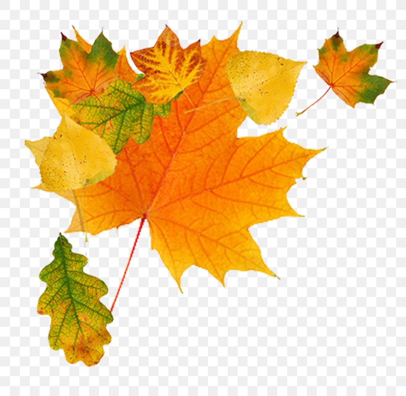 Autumn Leaf Color Clip Art, PNG, 799x800px, Autumn, Autumn Leaf Color, Deciduous, Grape Leaves, Image Resolution Download Free