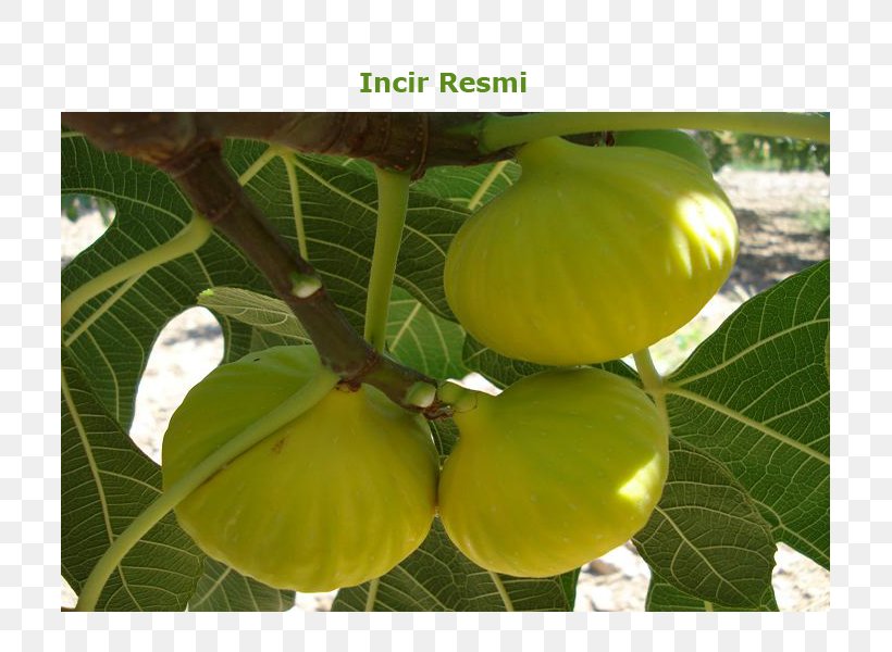 Common Fig Aydın Kestel, Nazilli Buharkent Auglis, PNG, 800x600px, Common Fig, Auglis, Fig Trees, Food, Fruit Download Free