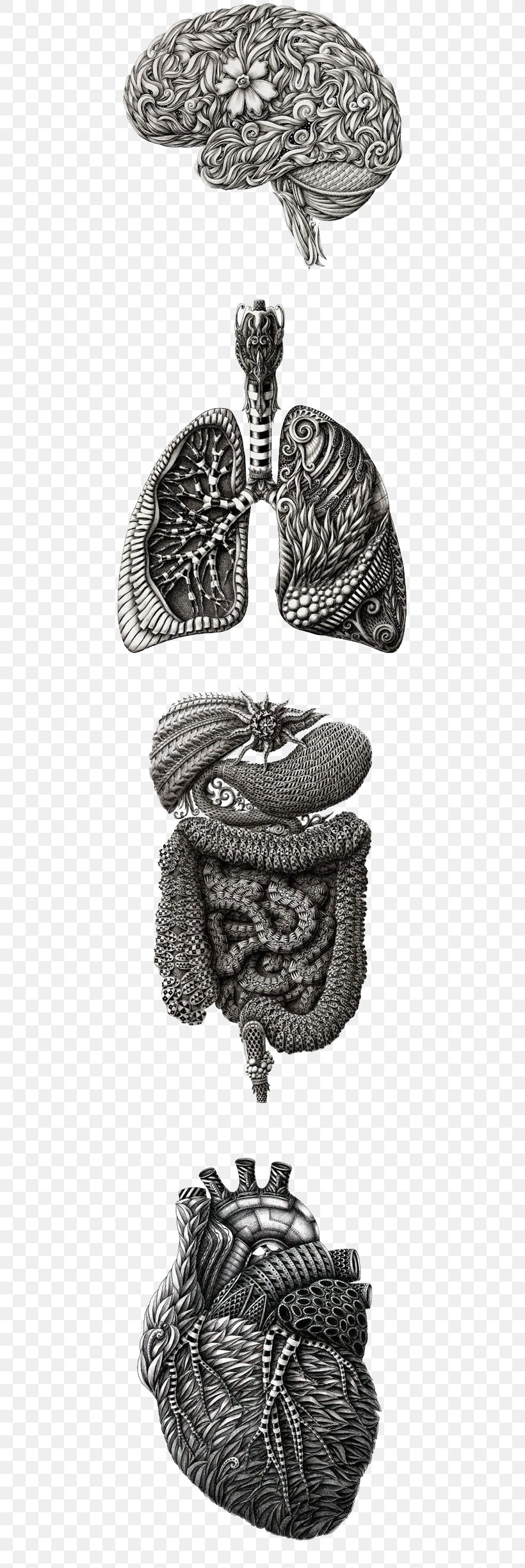 Human Anatomy Heart Human Body Iris, PNG, 500x2447px, Watercolor, Cartoon, Flower, Frame, Heart Download Free