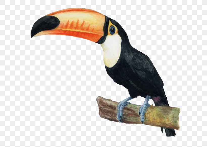 Toucan Beak Hornbill, PNG, 620x584px, Toucan, Beak, Bird, Hornbill, Piciformes Download Free