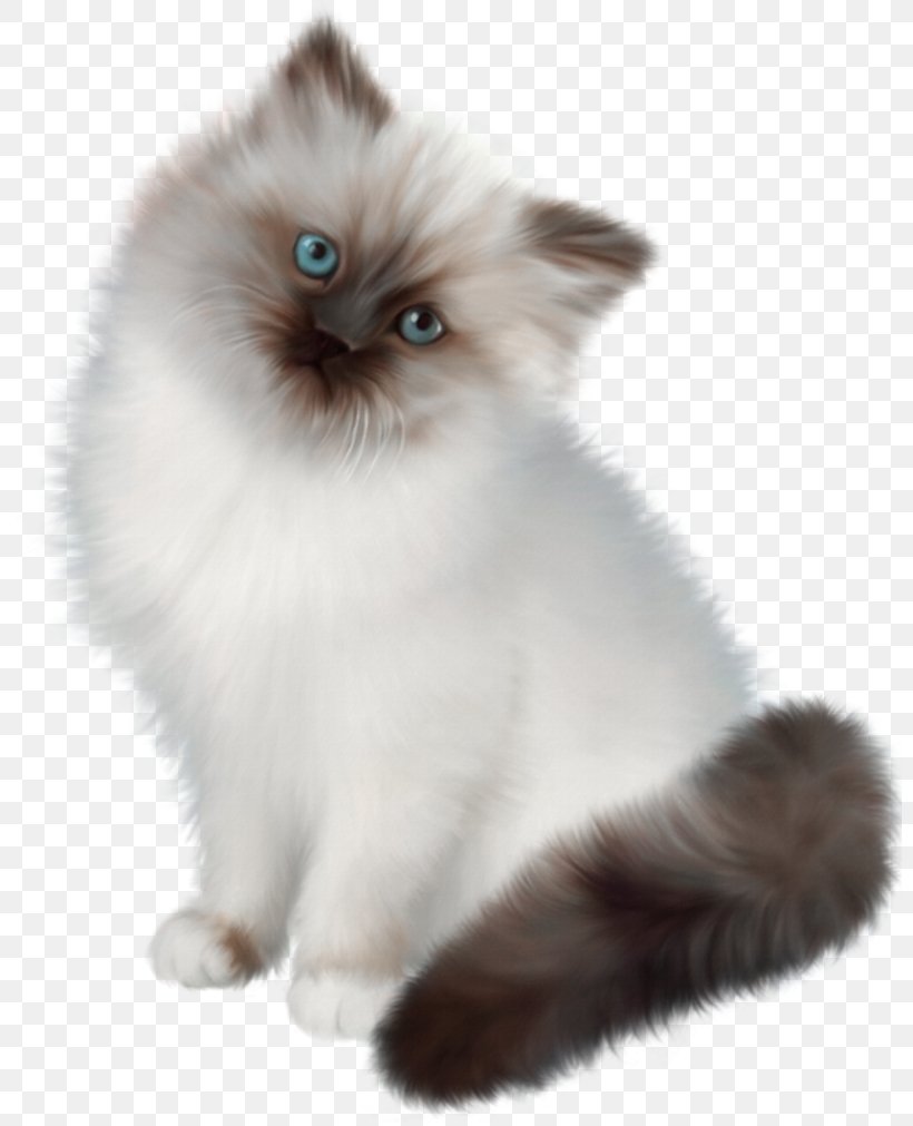 Cat Kitten PaintShop Pro, PNG, 800x1011px, Cat, Asian Semi Longhair, Birman, British Semi Longhair, Carnivoran Download Free