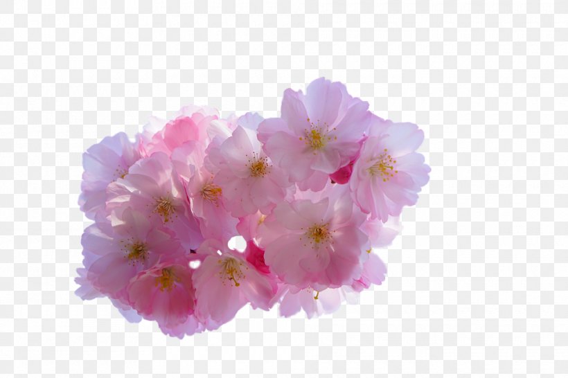 Cherry Blossom Flower Yoshino Cherry, PNG, 960x640px, Cherry Blossom, Blossom, Cerasus, Cherry, Comparazione Di File Grafici Download Free