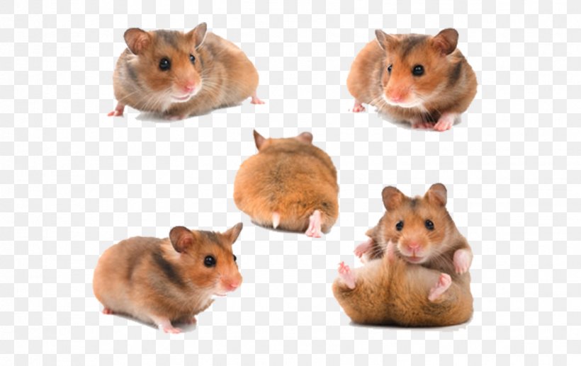 Djungarian Hamster Gerbil Roborovski Hamster Mouse Hamster Wheel, PNG, 1571x992px, Djungarian Hamster, Asiatic Dwarf Hamsters, Cage, Dormouse, Dvxe4rghamster Som Husdjur Download Free