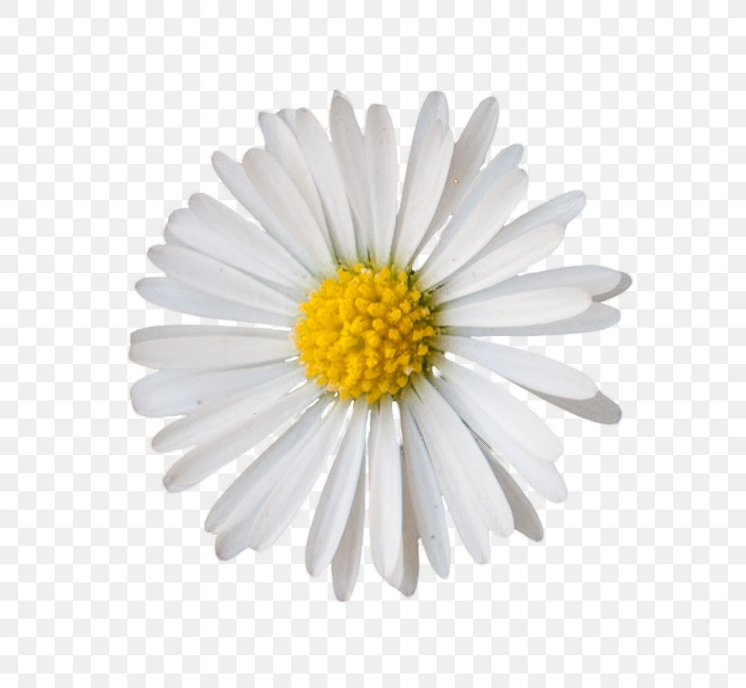 GIMP Blume Common Daisy Oxeye Daisy Clip Art, PNG, 691x756px, Gimp, Aster, Blume, Chamaemelum Nobile, Chrysanthemum Download Free