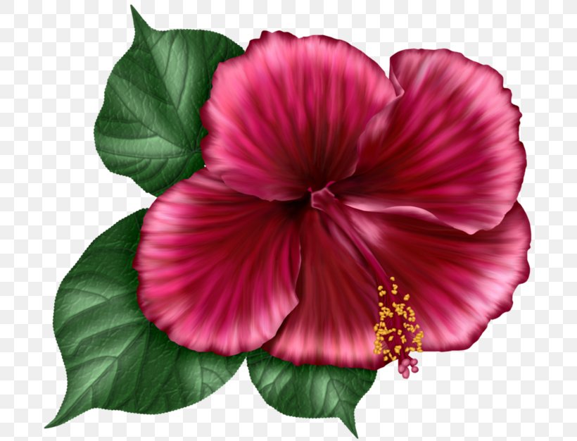 Shoeblackplant Hollyhocks Annual Plant Herbaceous Plant Magenta, PNG, 700x626px, Shoeblackplant, Annual Plant, China Rose, Chinese Hibiscus, Flower Download Free