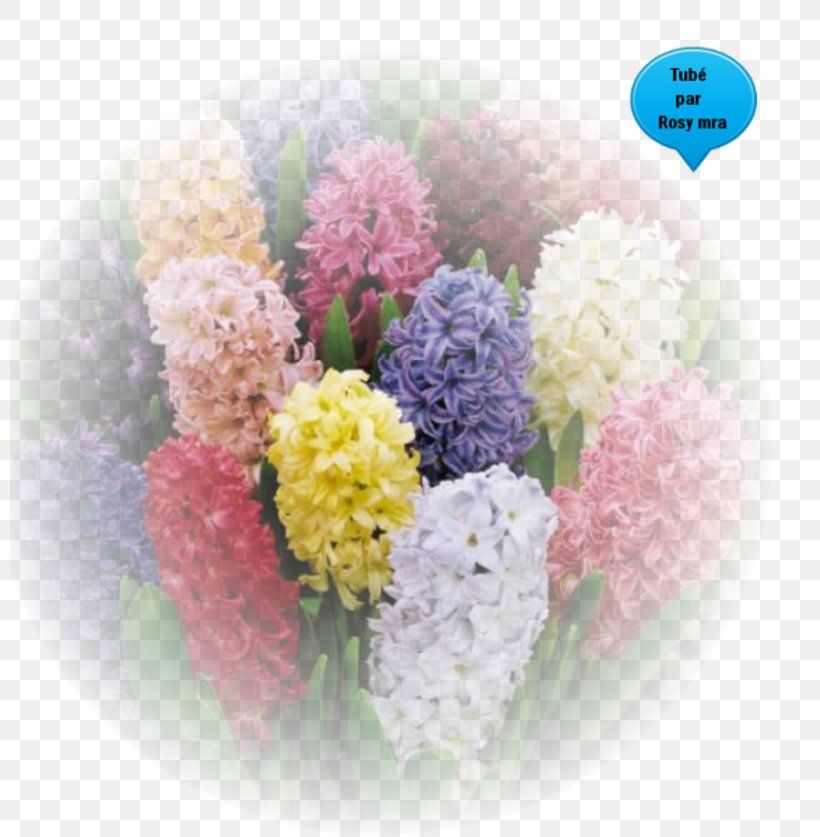 Spring Bulbs Hyacinth Flower Allium Giganteum, PNG, 800x837px, Spring Bulbs, Allium, Allium Giganteum, Artificial Flower, Bulb Download Free