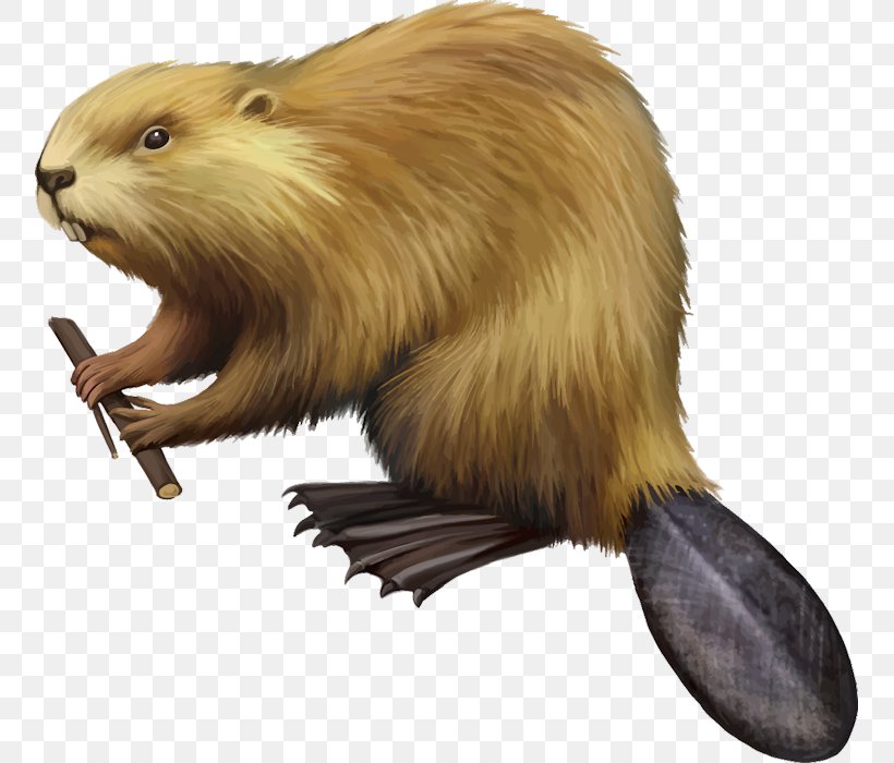 American Beaver Drawing Royalty-free, PNG, 755x700px, American Beaver, Beaver, Carnivoran, Drawing, Fauna Download Free