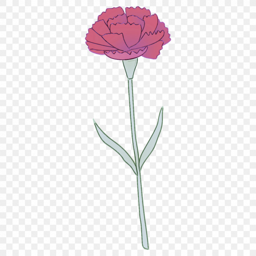 Carnation Flower, PNG, 1200x1200px, Carnation, Cut Flowers, Dianthus, Flower, Pedicel Download Free