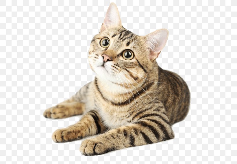 Cat Litter Dog Pet Felidae, PNG, 600x569px, Cat, American Shorthair, American Wirehair, Asian, Australian Mist Download Free