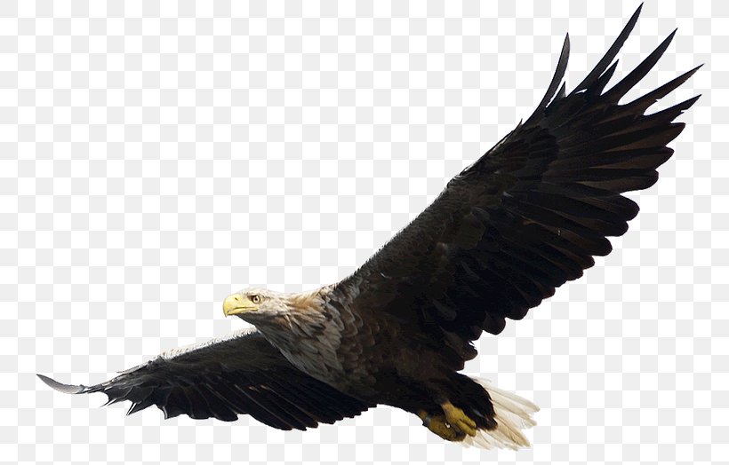Eagle Flight Bald Eagle Clip Art, PNG, 771x524px, Eagle Flight, Accipitriformes, Bald Eagle, Beak, Bird Download Free