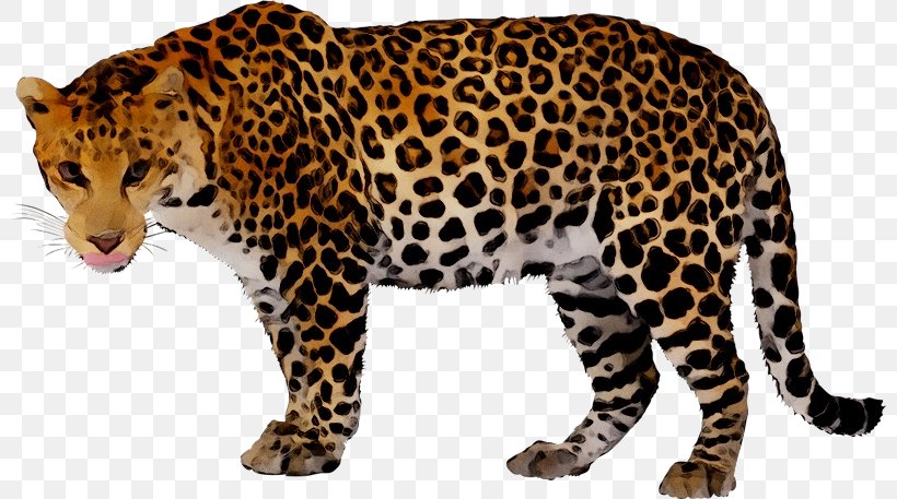 Leopard Clip Art Jaguar Cheetah, PNG, 800x457px, Leopard, African Leopard, Animal Figure, Big Cats, Black Panther Download Free