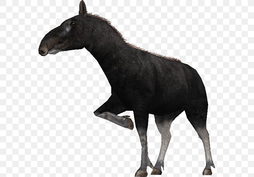 Mule Zoo Tycoon 2 Proboscidipparion Mustang Stallion, PNG, 571x572px, Mule, Computer Software, Donkey, Fauna, Horse Download Free