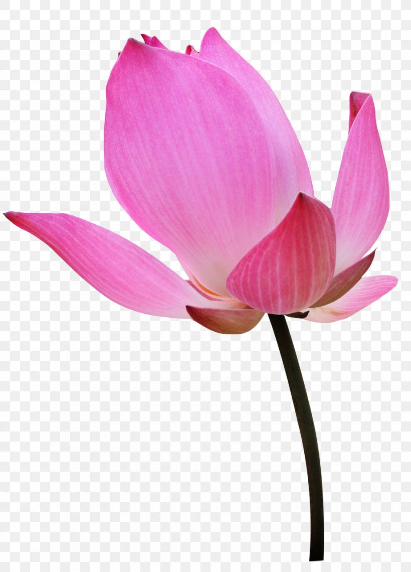 Nelumbo Nucifera Water Lily Бутон Flower Clip Art, PNG, 920x1280px, Nelumbo Nucifera, Aquatic Plant, Bud, Calice, Cut Flowers Download Free