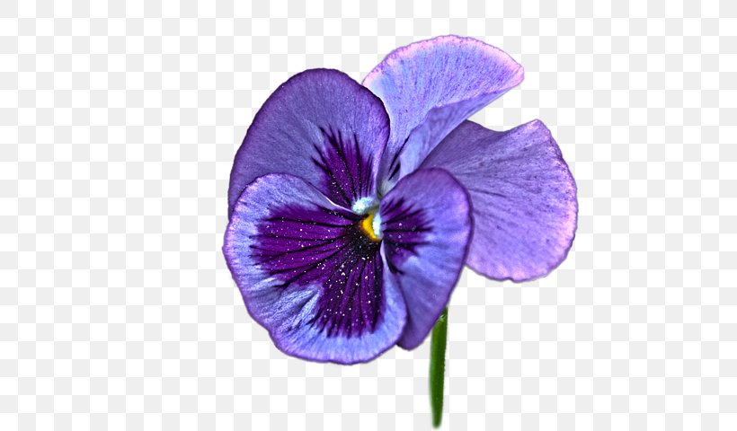Pansy Violet Purple Flower, PNG, 600x480px, Pansy, Curtain, Douchegordijn, Flower, Flowering Plant Download Free