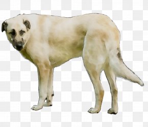 what is a rafeiro do alentejo breed dog