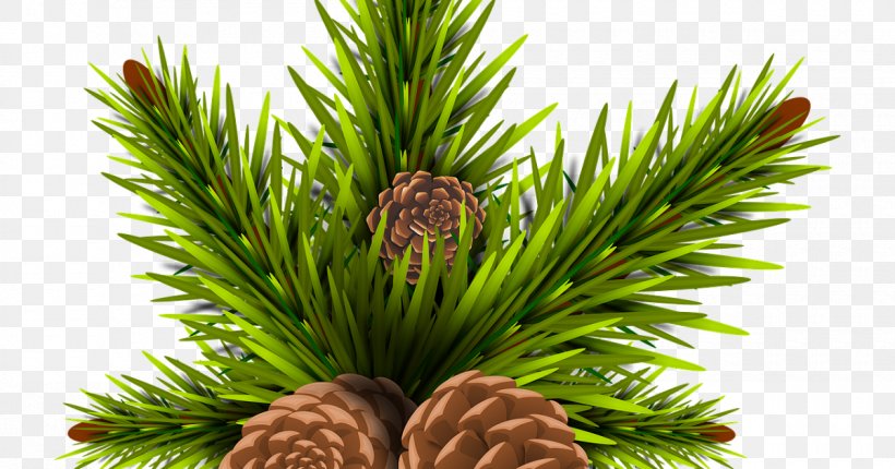 Columbian Spruce Sugar Pine Yellow Fir Jack Pine Lodgepole Pine, PNG, 1200x630px, Columbian Spruce, Canadian Fir, Jack Pine, Lodgepole Pine, Oregon Pine Download Free