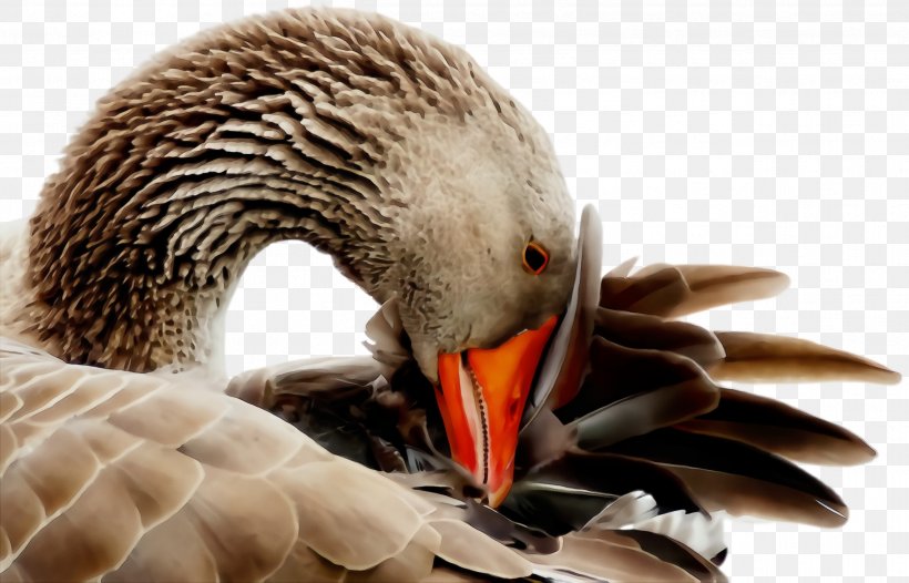Bird Beak Water Bird Ducks, Geese And Swans Duck, PNG, 2496x1604px, Watercolor, Adaptation, Beak, Bird, Duck Download Free