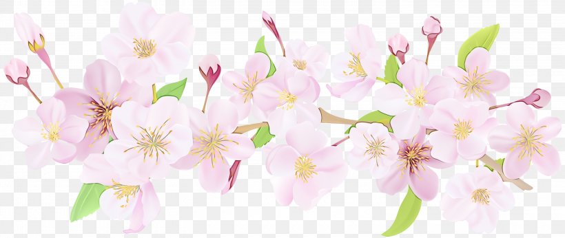 Cherry Blossom Stock Illustration Vector Graphics, PNG, 3000x1269px, Blossom, Botany, Branch, Cherry Blossom, Cut Flowers Download Free