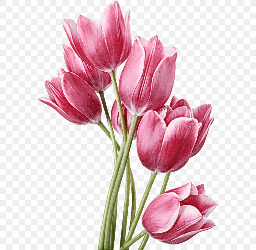 Flower Flowering Plant Petal Tulip Cut Flowers, PNG, 635x800px, Flower, Cut Flowers, Flowering Plant, Lily Family, Petal Download Free