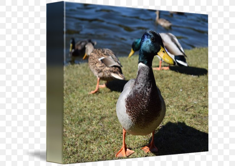 Mallard Goose Duck Fauna PATO M., PNG, 650x578px, Mallard, Beak, Bird, Duck, Ducks Geese And Swans Download Free