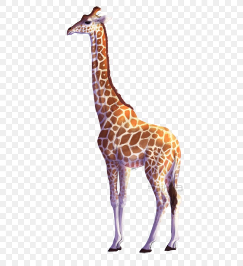 Northern Giraffe All About Giraffes Drawing Clip Art, PNG, 600x900px, Northern Giraffe, All About Giraffes, Drawing, Fauna, Giraffe Download Free