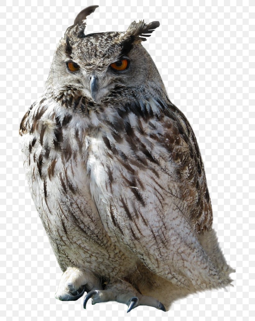 Owl High-definition Video Display Resolution, PNG, 773x1034px, Great Horned Owl, Barred Owl, Beak, Bird, Bird Of Prey Download Free