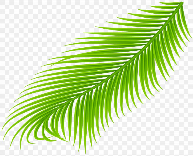 Palm Branch Palm Trees Clip Art Image, PNG, 8000x6494px, Palm Branch, Arecales, Art, Art Museum, Botany Download Free