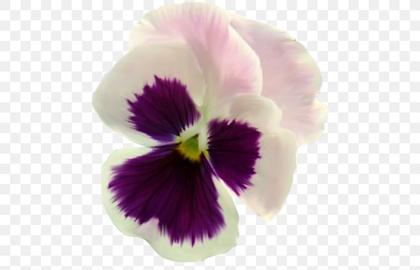 Pansy Flower Rose, PNG, 500x528px, Pansy, Ar Rahiim, Basmala, Flower, Flowering Plant Download Free