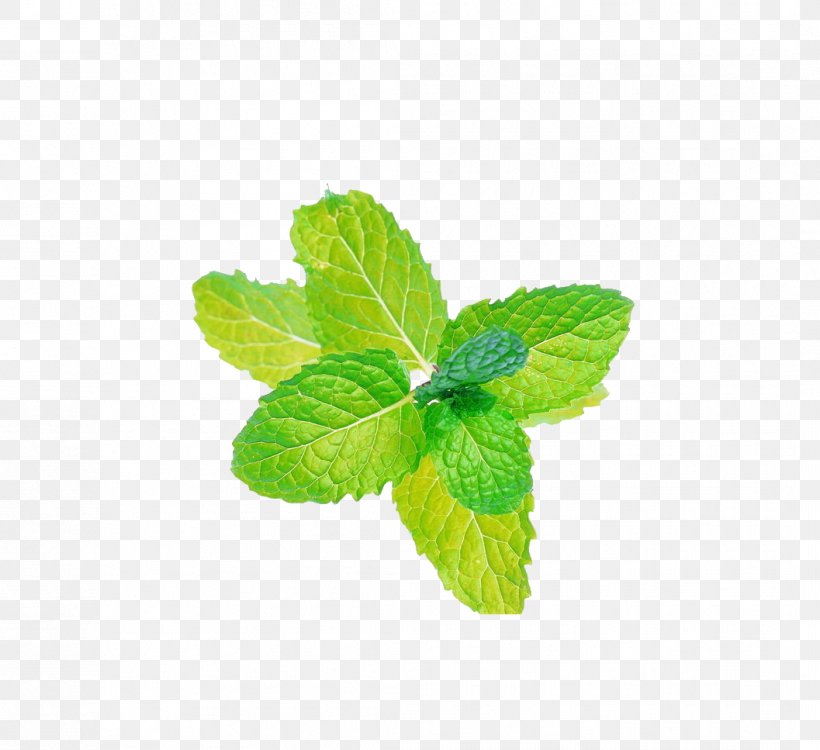Peppermint Mentha Spicata Menthol Flavor Electronic Cigarette Aerosol And Liquid, PNG, 1057x967px, Watercolor, Cartoon, Flower, Frame, Heart Download Free