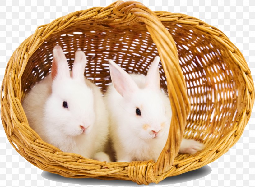 Rabbit Download High-definition Television Wallpaper, PNG, 1941x1425px, Rabbit, Basket, Display Resolution, Domestic Rabbit, Highdefinition Television Download Free