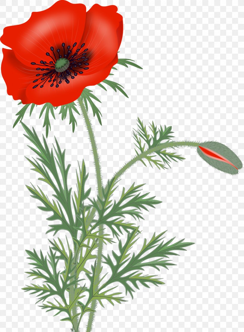 Remembrance Poppy Flower Clip Art, PNG, 1189x1616px, Poppy, Anemone, Blog, Common Poppy, Coquelicot Download Free